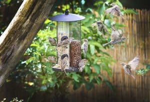 How to Attract Birds With Compost