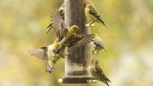 How to Attract Birds With Kitchen Scraps