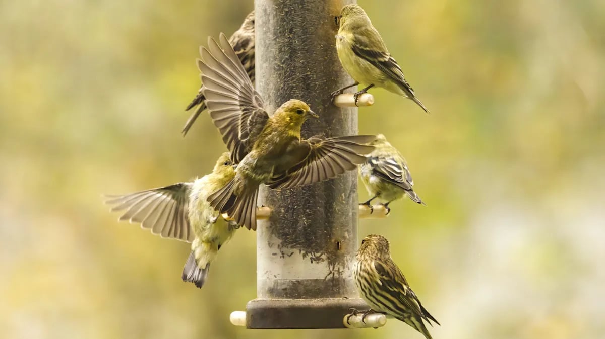 How to Attract Birds With Kitchen Scraps