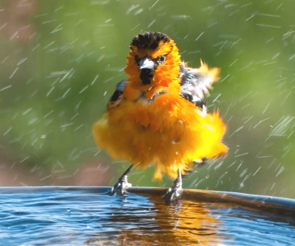 How to Attract Birds With Moving Water