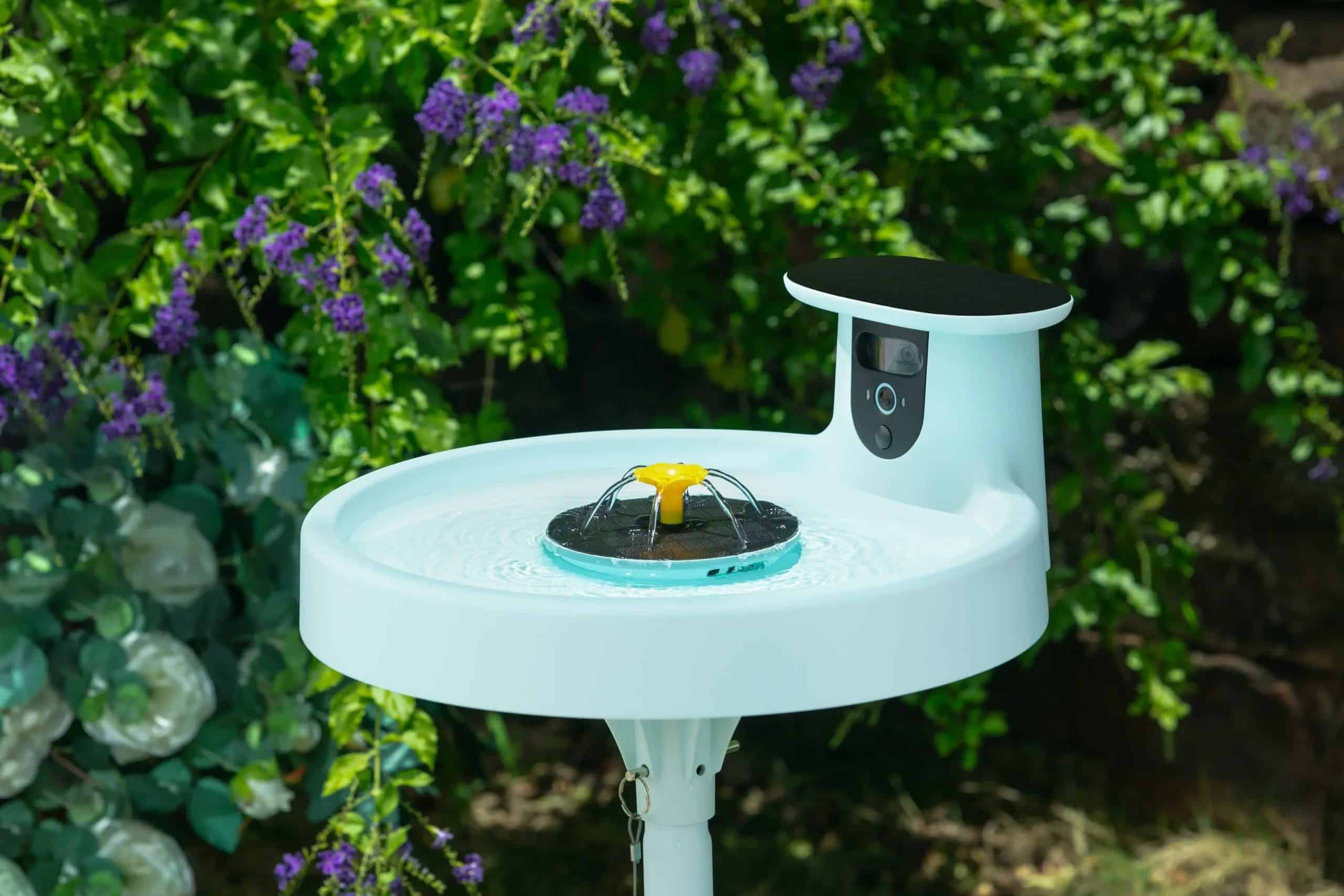 How to Attract Birds With Water