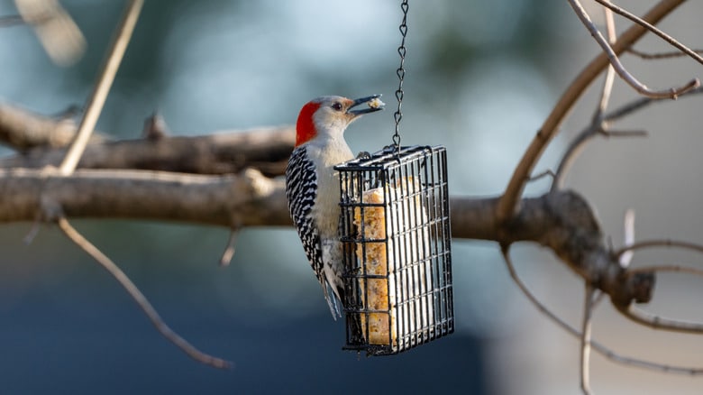 How to Attract Birds Without Food