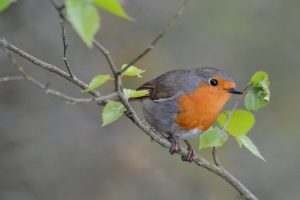 How to Attract Birds Year Round
