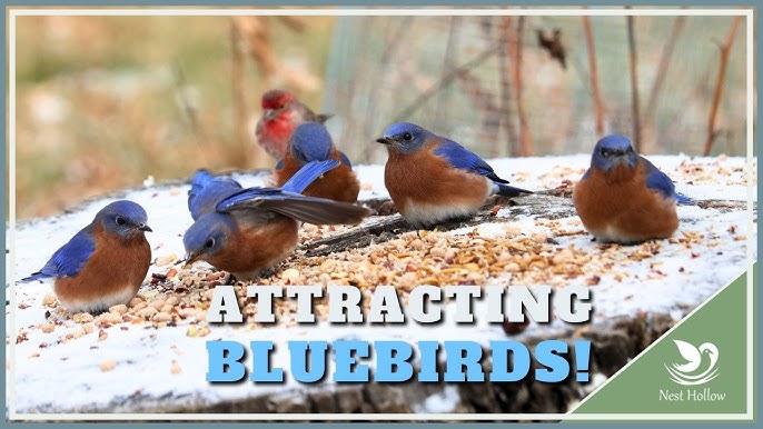 How to Attract Bluebirds