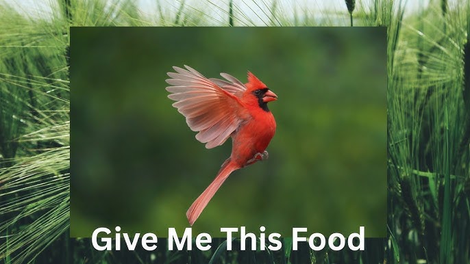 How to Attract Cardinals