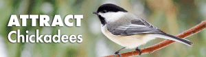 How to Attract Chickadees