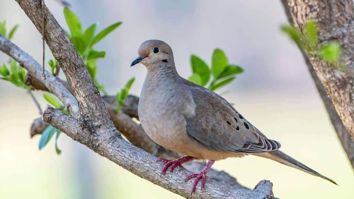 How to Attract Doves