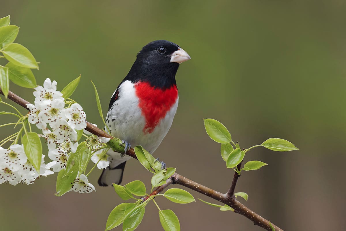 How to Attract Grosbeaks