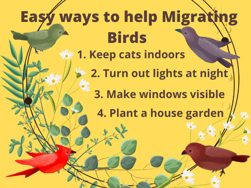 How to Attract Migrating Birds