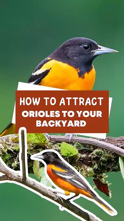 How to Attract Orioles
