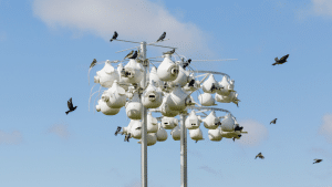 How to Attract Purple Martins