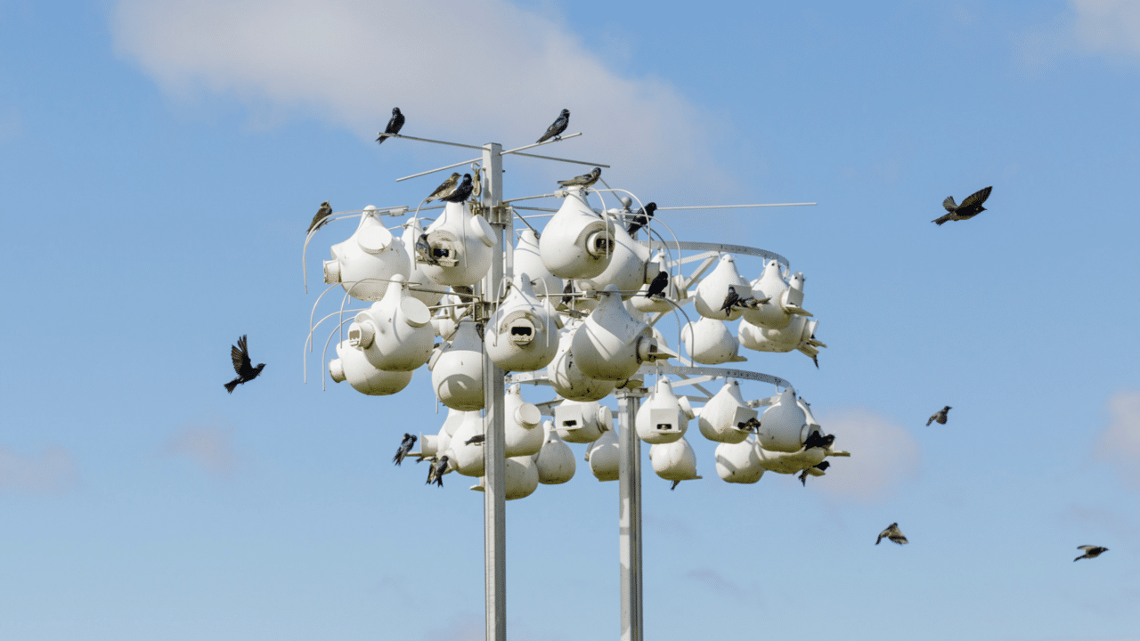 How to Attract Purple Martins