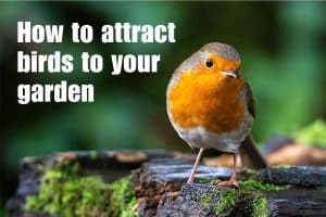 How to Attract Robins