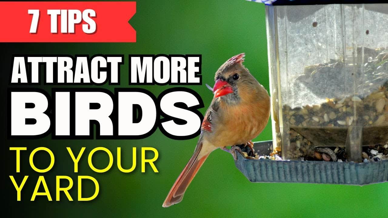 How to Attract Songbirds