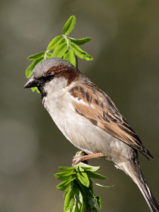 How to Attract Sparrows