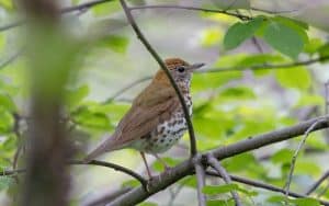How to Attract Thrushes