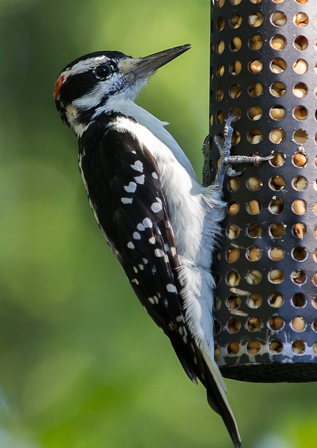 How to Attract Woodpeckers