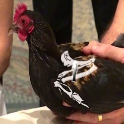 How to Bandage a Bird Wing