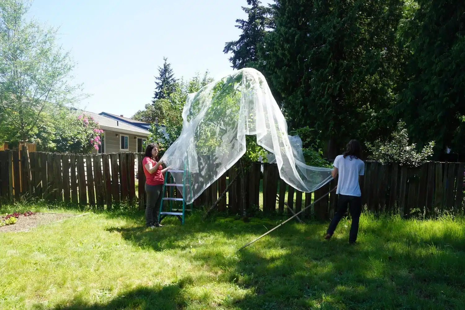 How to Bird Net Fruit Trees