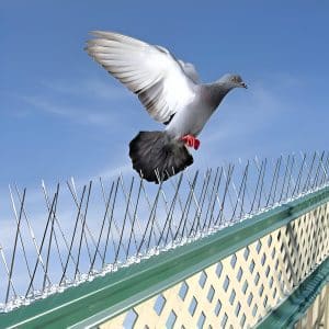 How to Block Out Bird Noise
