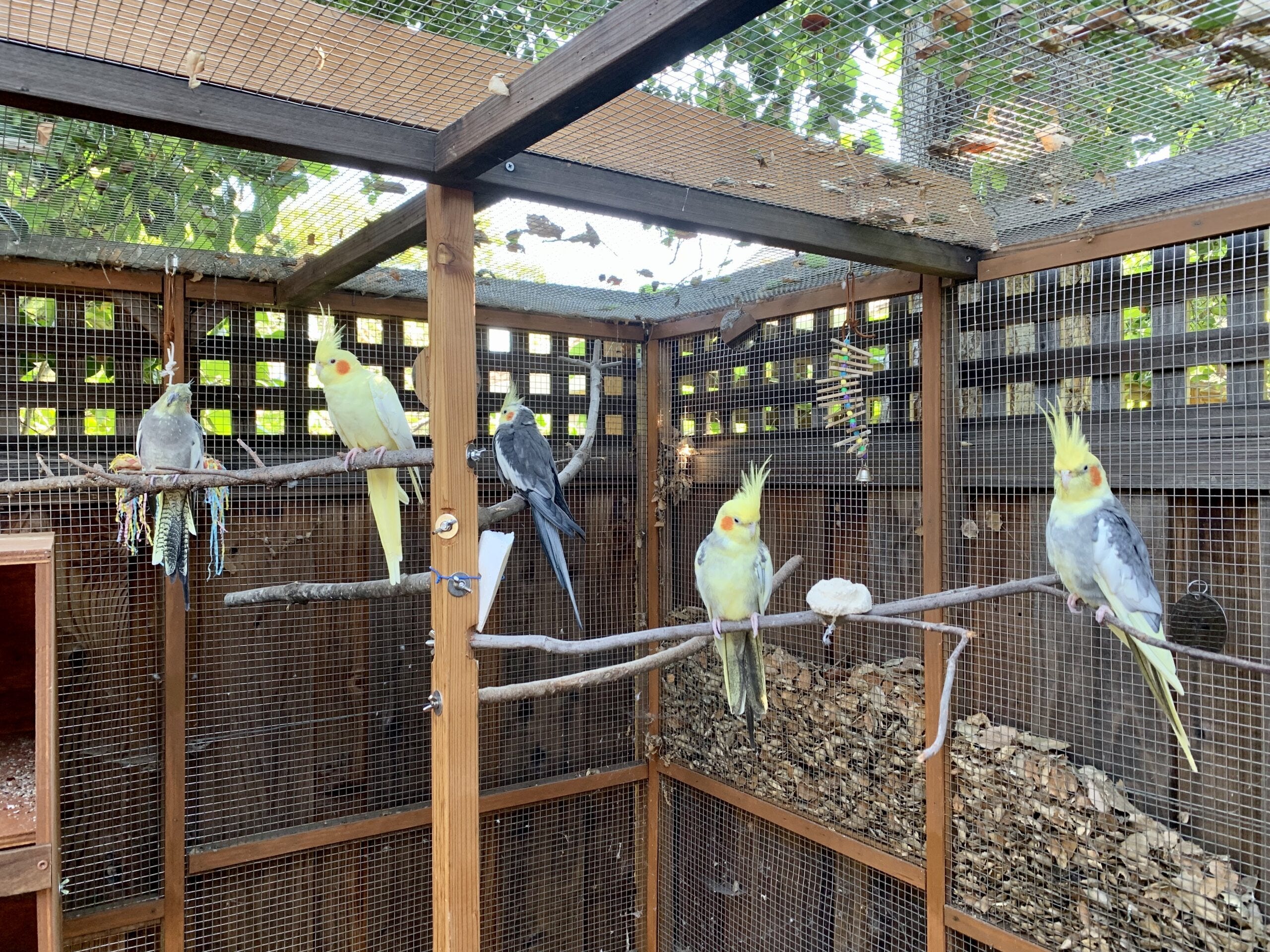 How to Build a Bird Roost