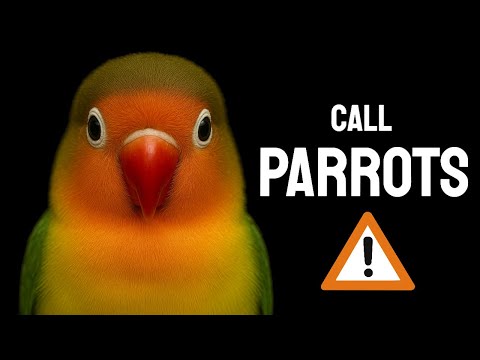 How to Call a Bird by Whistling