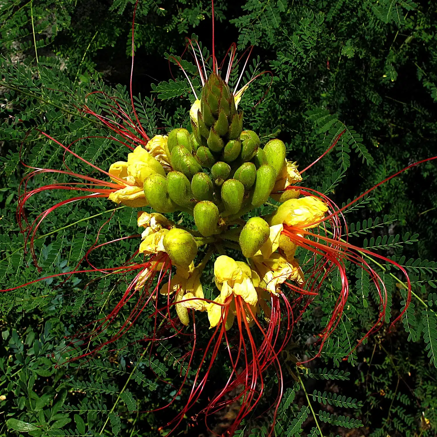 How to Care for Desert Bird of Paradise