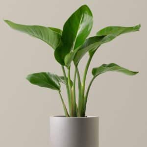 How to Care for White Bird of Paradise