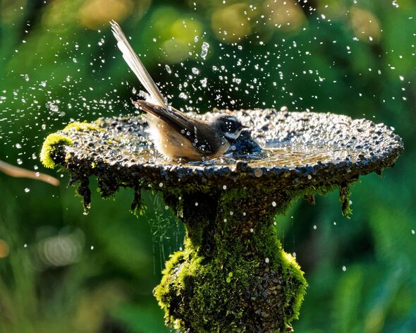 How to Clean Algae from Bird Bath