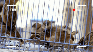 How to Clean Pet Bird Perches