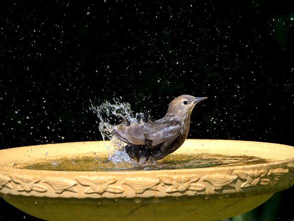 How to Disinfect a Bird Bath