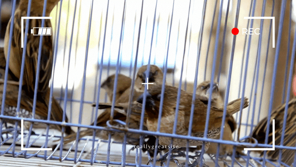 How to Disinfect a Bird Cage