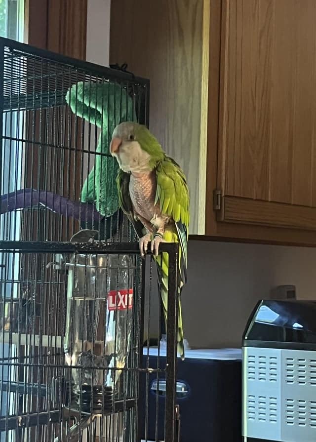 How to Disinfect Bird Cage After Bird Dies