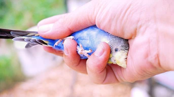 How to Disinfect Bird Toys