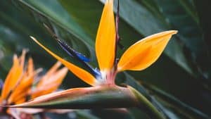How to Dry Bird of Paradise Flowers