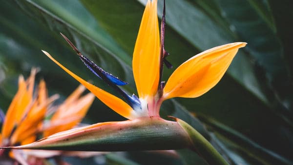 How to Dry Bird of Paradise Flowers