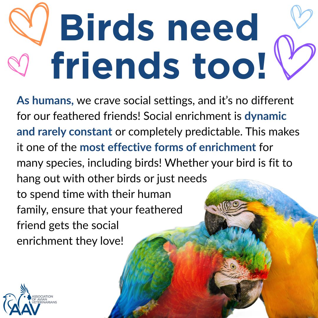 How to Encourage Birds to Visit