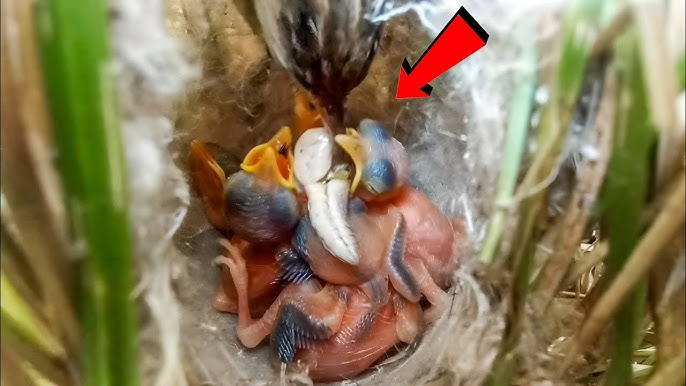How to Feed a Baby Bird a Worm