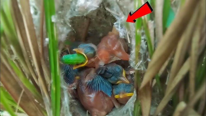 How to Feed Worms to a Baby Bird