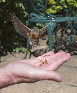 How to Feed Worms to a Bird
