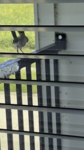 How to Get Bird to Stop Chirping