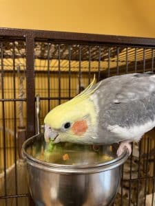 How to Get My Bird to Eat Fruit