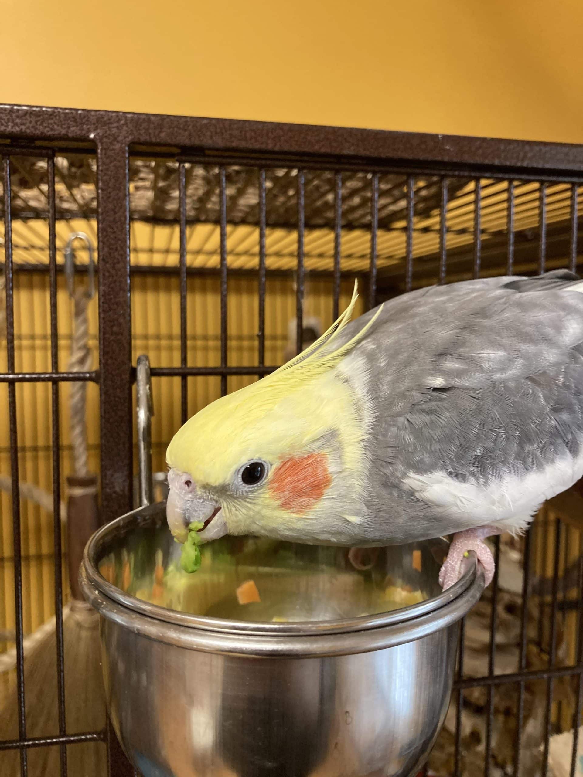 How to Get My Bird to Eat Fruit