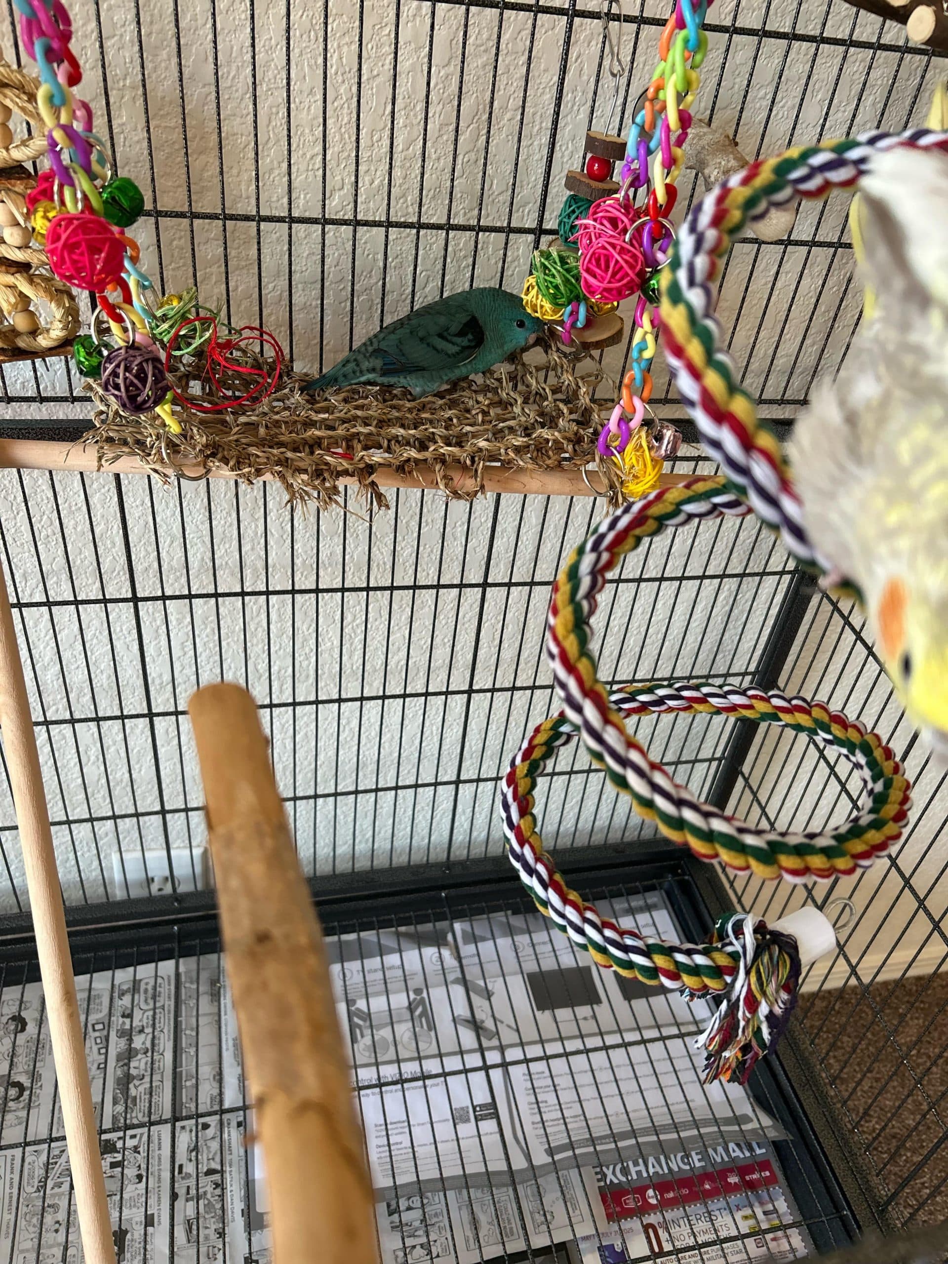 How to Get Rid of Fruit Flies in Bird Cage