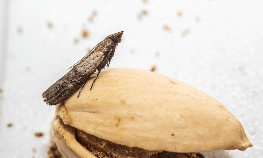 How to Get Rid of Moths in Bird Seed