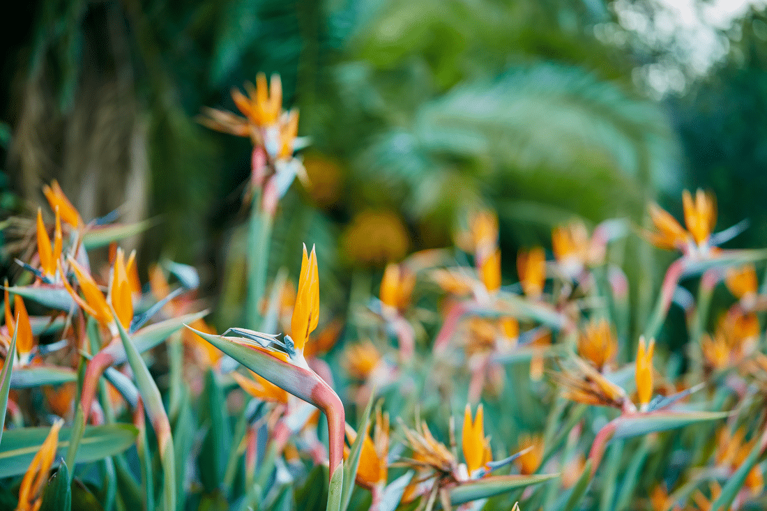 How to Grow Bird of Paradise Flowers from Seeds