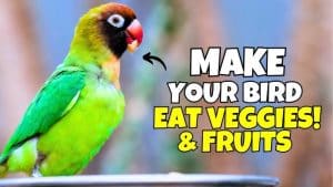 How to Have Your Bird Eat Fruits