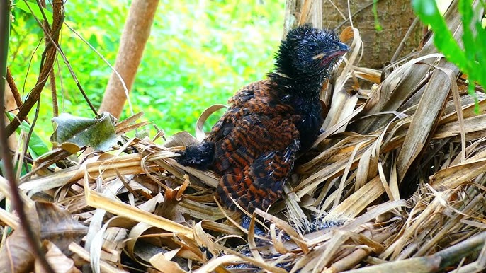 How to Hydrate a Baby Bird