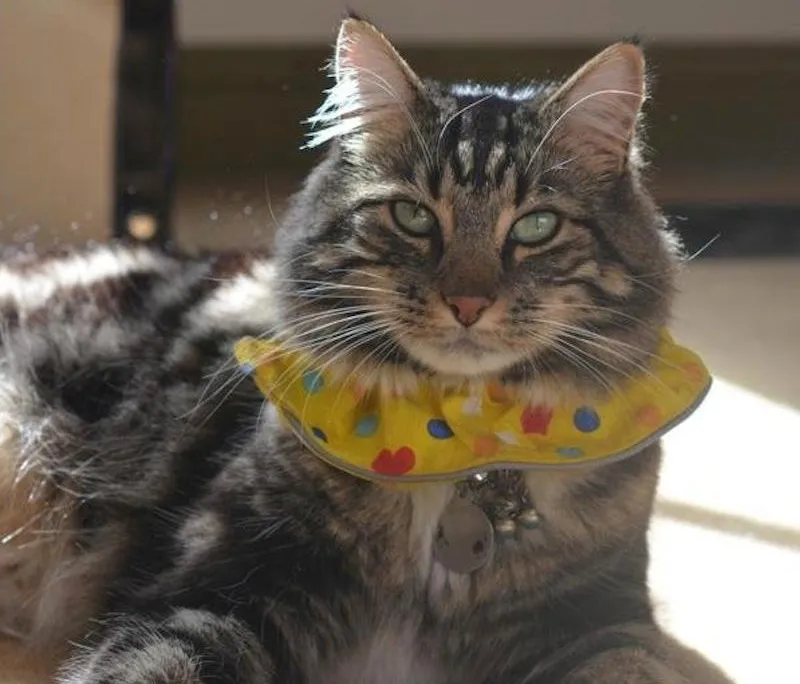 How to Keep Cats Away to Attract Birds