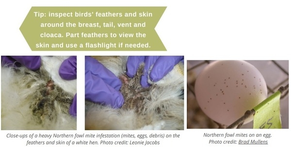 How to Know If My Bird Has Parasites